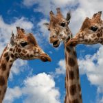 Três girafas com um céu azul com nuvens de fundo ilustrando o assunto escuta e silêncio